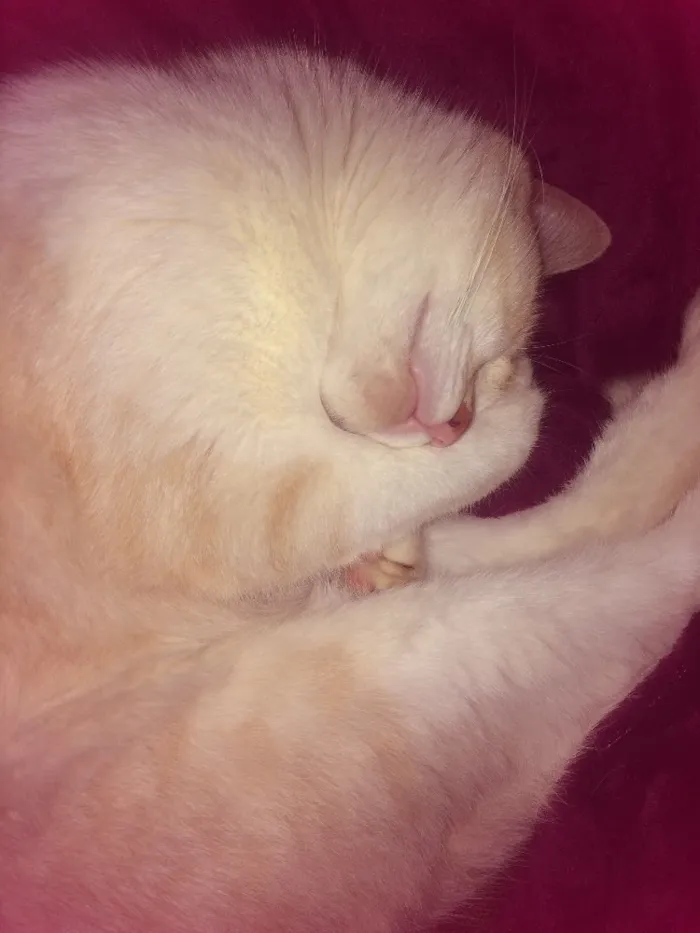 Gato raça Vira-lata idade 3 anos nome Kelvin
