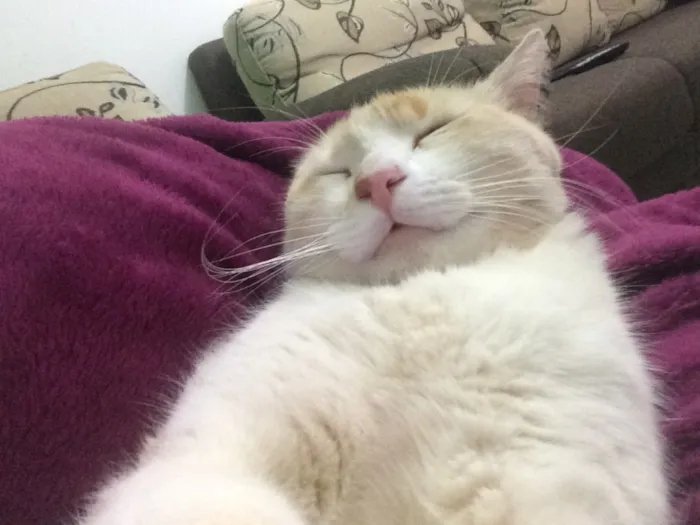 Gato raça Vira-lata idade 3 anos nome Kelvin