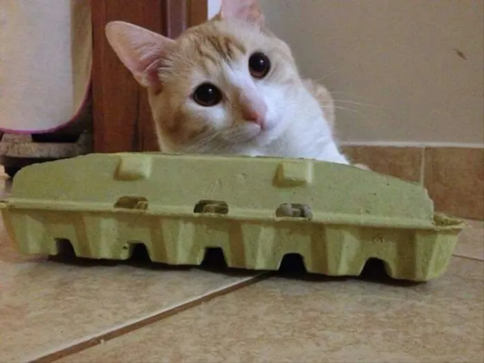 Gato raça Vira-lata idade 3 anos nome Kelvin