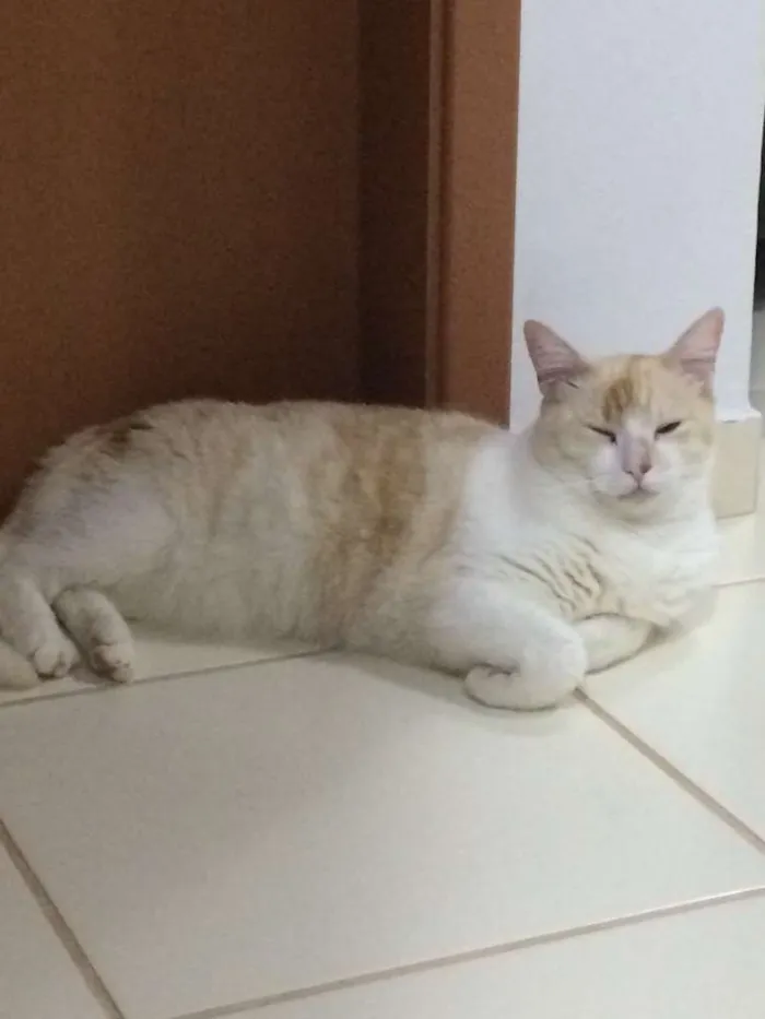 Gato raça Vira-lata idade 3 anos nome Kelvin