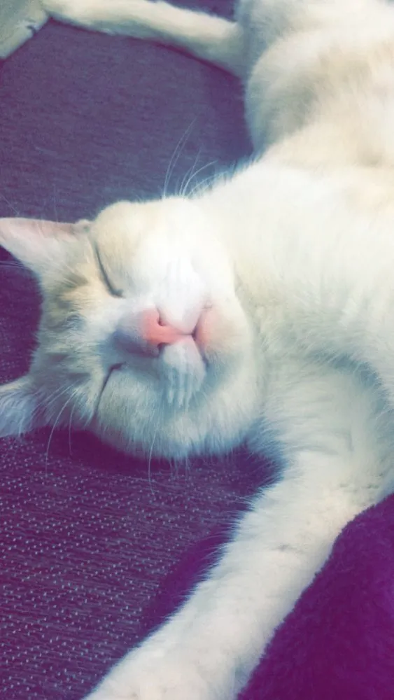 Gato raça Vira-lata idade 3 anos nome Kelvin