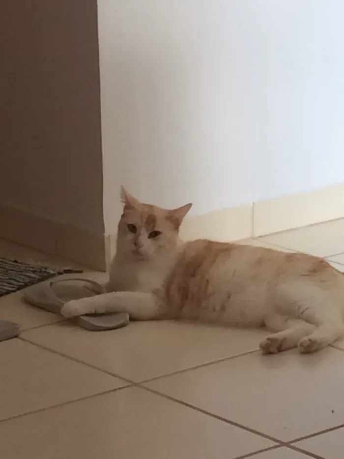 Gato raça Vira-lata idade 3 anos nome Kelvin