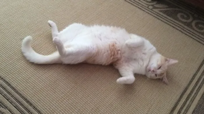 Gato raça Vira-lata idade 3 anos nome Kelvin