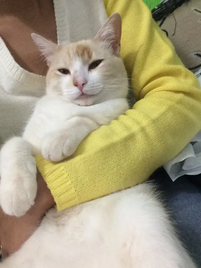 Gato raça Vira-lata idade 3 anos nome Kelvin