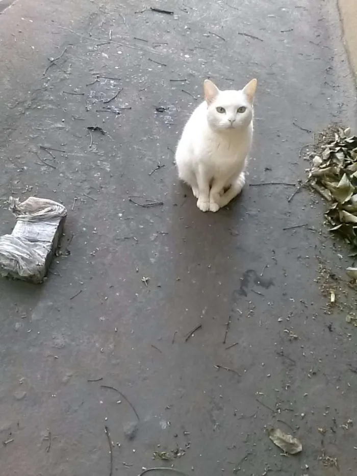Gato ra a SRD idade 6 ou mais anos nome Flora