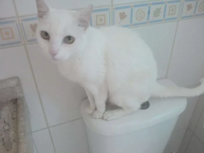 Gato ra a SRD idade 6 ou mais anos nome Flora