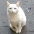 Flora