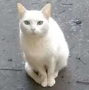 Gato ra a SRD idade 6 ou mais anos nome Flora