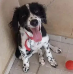Cachorro raça Vira lata idade 2 a 6 meses nome Molly