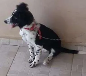 Cachorro raça Vira lata idade 2 a 6 meses nome Molly