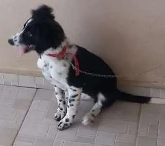 Cachorro ra a Vira lata idade 2 a 6 meses nome Molly