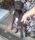 Toquinho