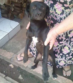Cachorro raça Focks Paulistinha idade 1 ano nome Toquinho