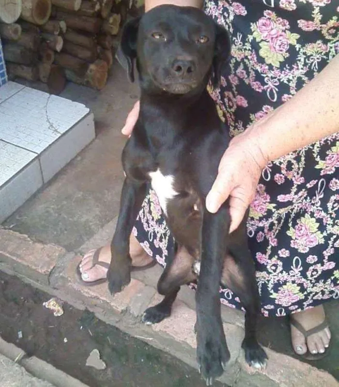 Cachorro ra a Focks Paulistinha idade 1 ano nome Toquinho