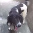 Rabito