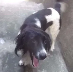 Cachorro raça Mistura de Border Colie  idade 5 anos nome Rabito