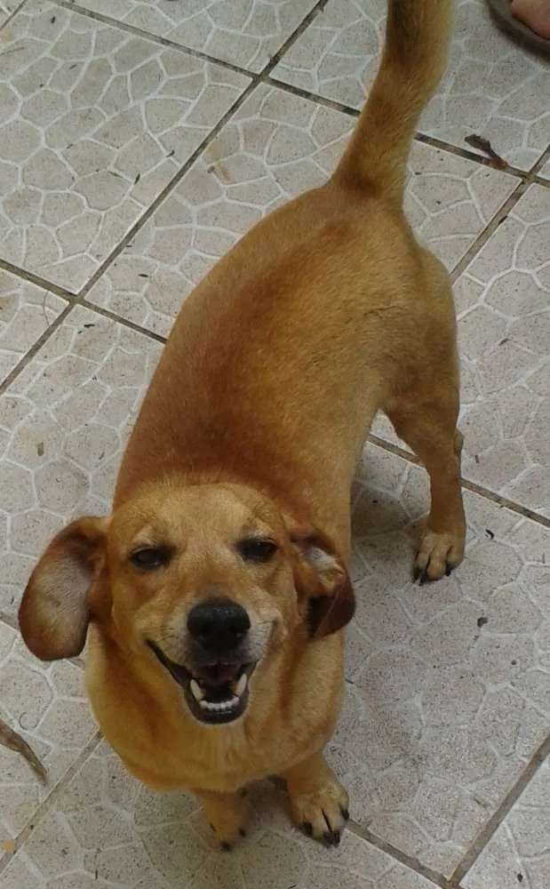 Cachorro ra a viralata idade 6 ou mais anos nome Pépi