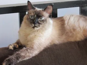 Gato raça Siames idade 1 ano nome She-ra