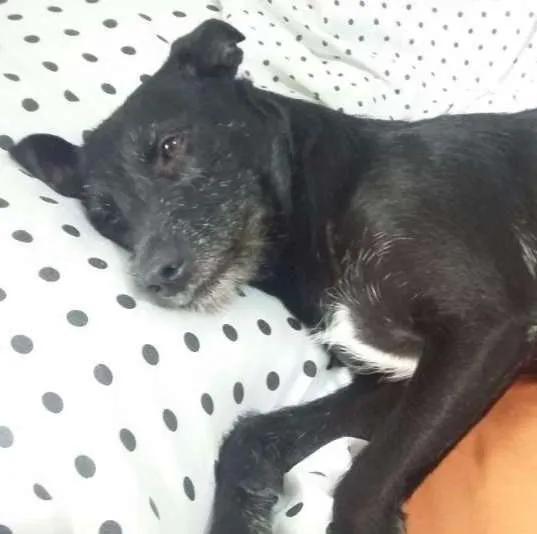 Cachorro raça srd idade  nome Criistal