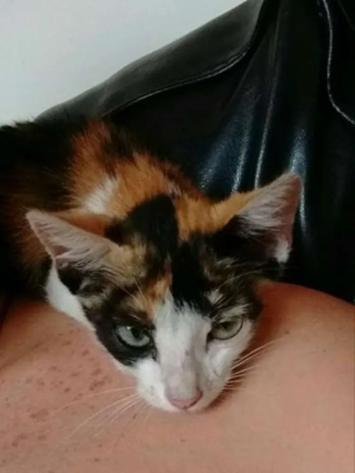 Gato raça  idade 2 a 6 meses nome Luna