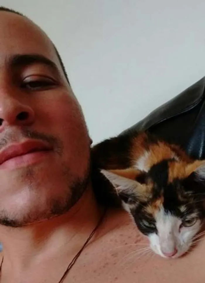 Gato raça  idade 2 a 6 meses nome Luna