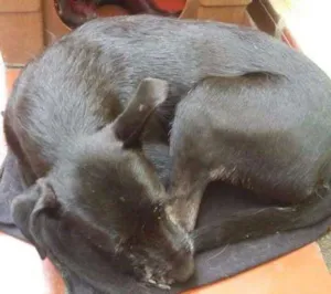Cachorro raça srd idade 2 a 6 meses nome Leo