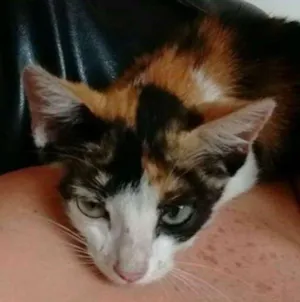 Gato raça  idade 2 a 6 meses nome Luna