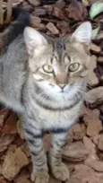 Tigrão
