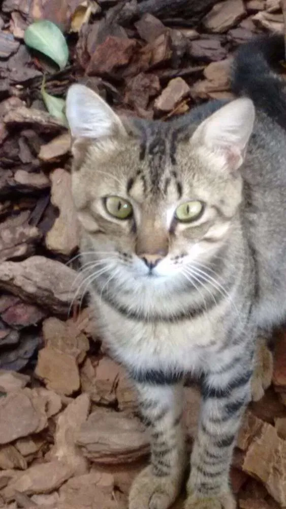 Gato ra a S.R.D. idade 1 ano nome Tigrão