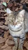 Tigrão