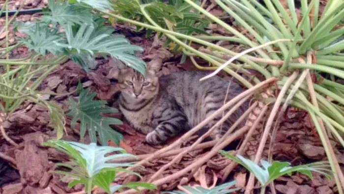 Gato ra a S.R.D. idade 1 ano nome Tigrão