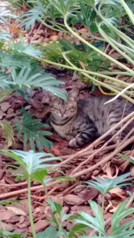 Gato ra a S.R.D. idade 1 ano nome Tigrão