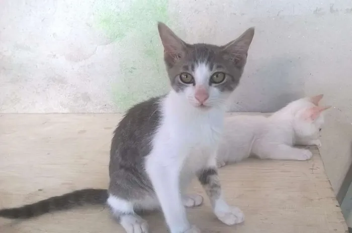Gato ra a SRD idade 2 a 6 meses nome Fisto e Dorinha