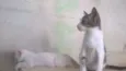 Fisto e Dorinha
