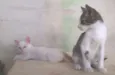 Fisto e Dorinha