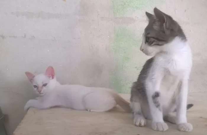 Gato ra a SRD idade 2 a 6 meses nome Fisto e Dorinha