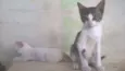 Fisto e Dorinha