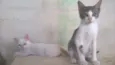Fisto e Dorinha