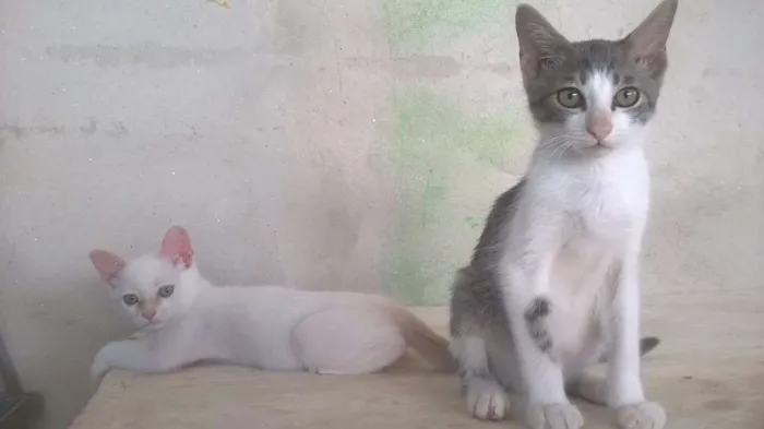 Gato ra a SRD idade 2 a 6 meses nome Fisto e Dorinha