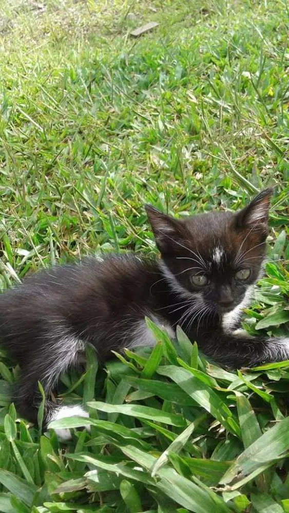 Gato ra a NA idade 2 a 6 meses nome NA