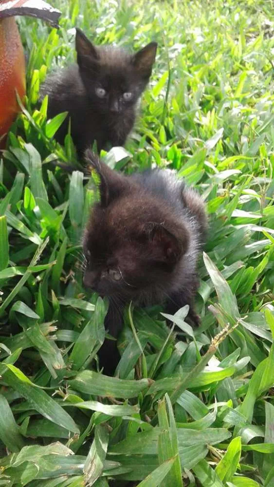 Gato ra a NA idade 2 a 6 meses nome NA
