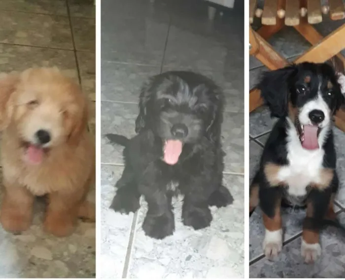 Cachorro ra a Poddle misturado idade Abaixo de 2 meses nome Sem nome