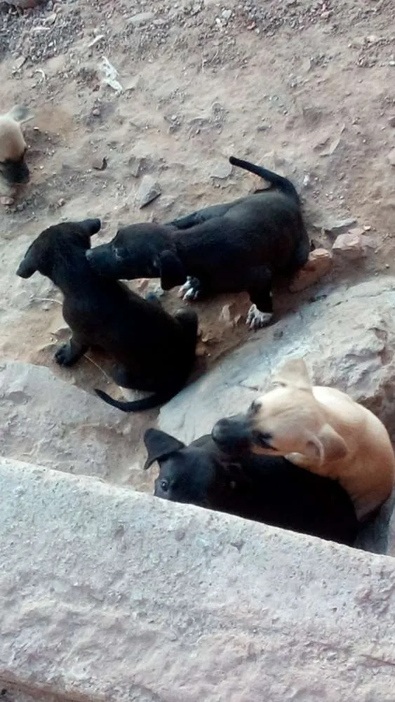 Cachorro ra a vira lata idade 2 a 6 meses nome sem nome 