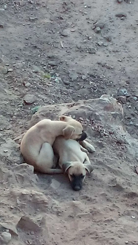 Cachorro ra a vira lata idade 2 a 6 meses nome sem nome 