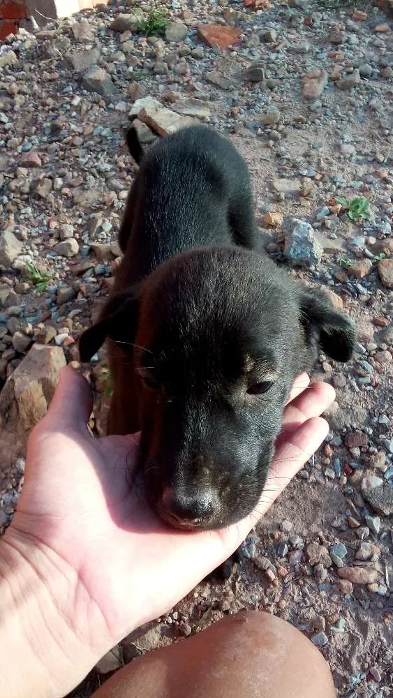 Cachorro ra a vira lata idade 2 a 6 meses nome sem nome 