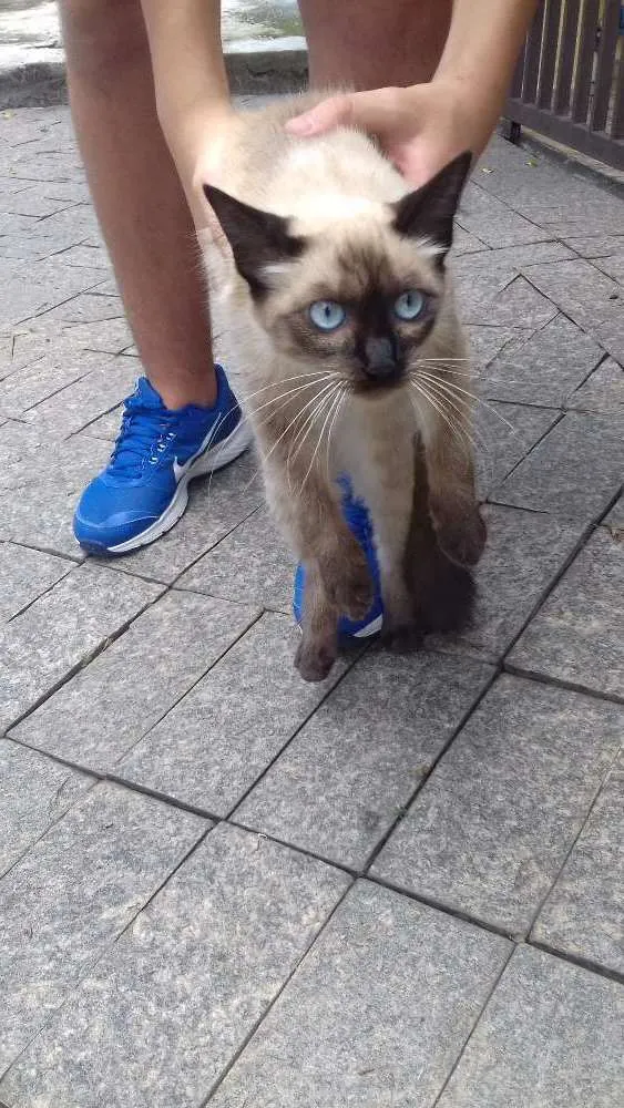 Gato ra a Siamês idade 2 a 6 meses nome Sem nome.