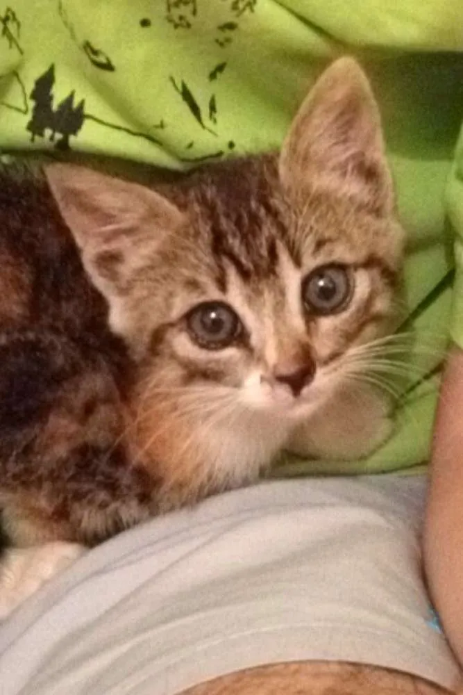 Gato ra a Não definida idade Abaixo de 2 meses nome July