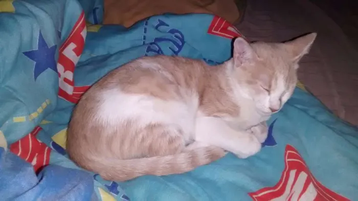 Gato ra a Vira lata  idade 7 a 11 meses nome Gordo e Magrela