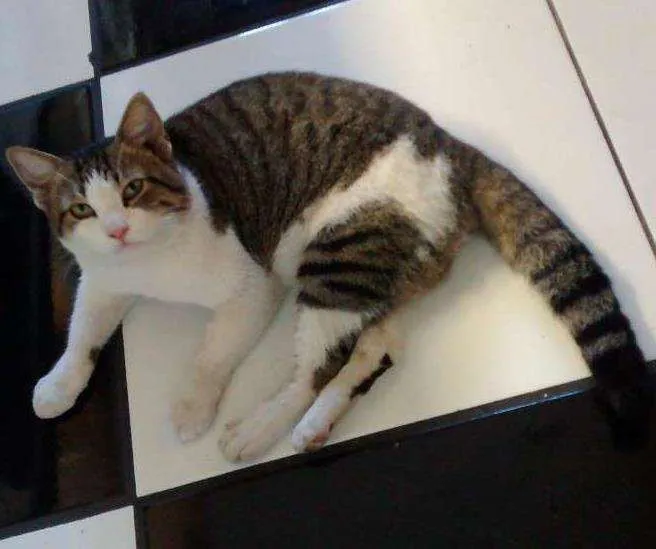 Gato ra a Vira lata  idade 7 a 11 meses nome Gordo e Magrela