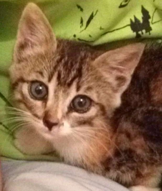 Gato ra a Não definida idade Abaixo de 2 meses nome July